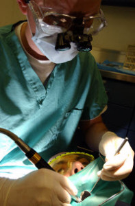 An endodontist performing root canal treatment